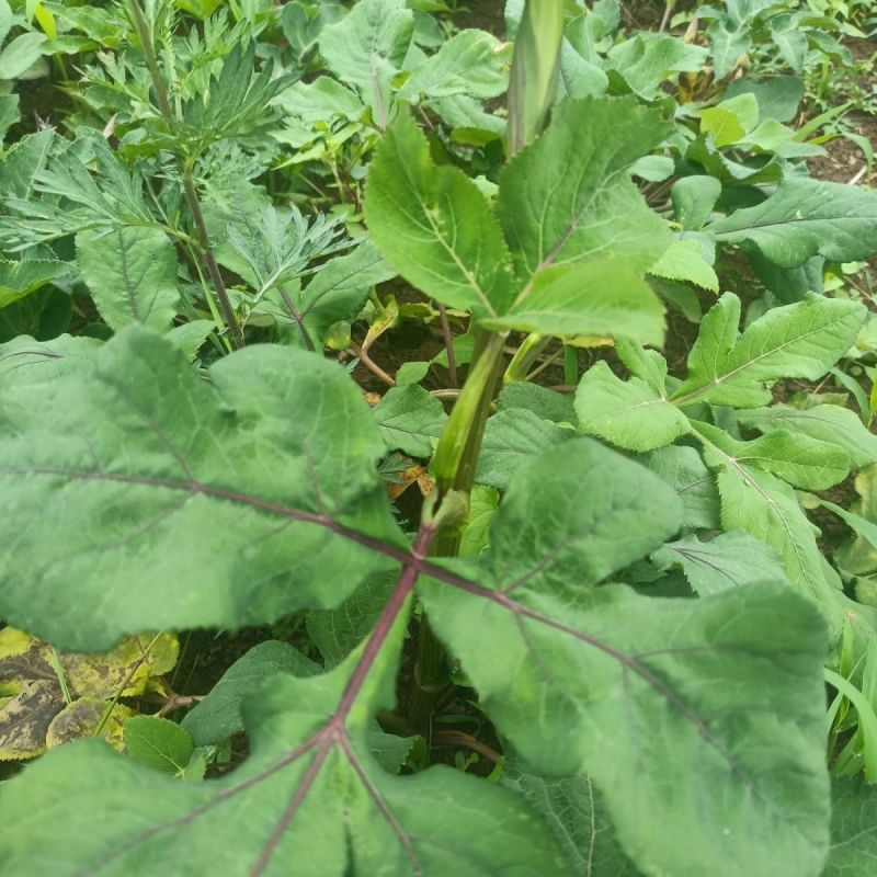 野生紫花前胡种子中草药鸡脚前胡山独活多年生草本植物种