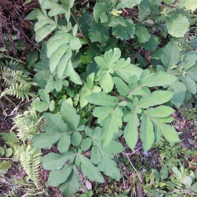 野生紫花前胡种子中草药鸡脚前胡山独活多年生草本植物种