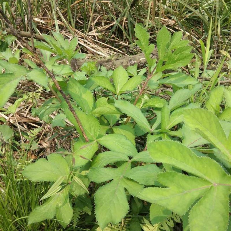 野生紫花前胡种子中草药鸡脚前胡山独活多年生草本植物种