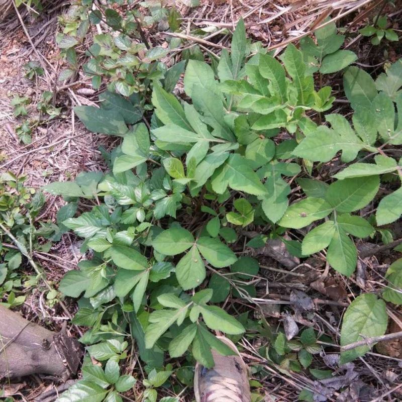 野生紫花前胡种子中草药鸡脚前胡山独活多年生草本植物种