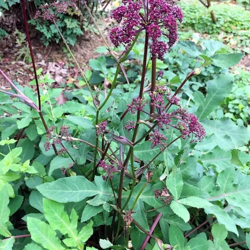 野生紫花前胡种子中草药鸡脚前胡山独活多年生草本植物种