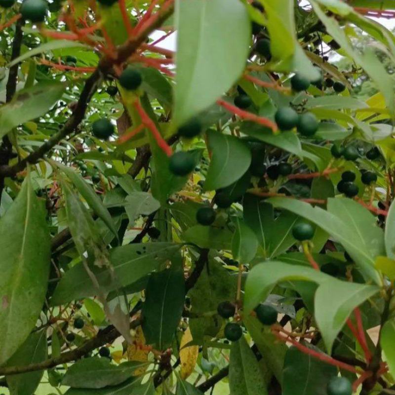 当年新采刨花楠种子刨花润楠种子香粉树竹叶楠种子落叶乔木