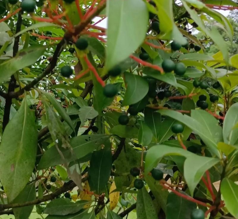 当年新采刨花楠种子刨花润楠种子香粉树竹叶楠种子落叶乔木