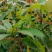 当年新采刨花楠种子刨花润楠种子香粉树竹叶楠种子落叶乔木