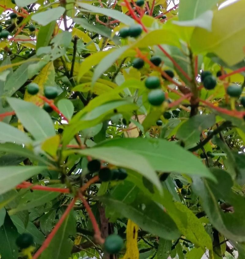 当年新采刨花楠种子刨花润楠种子香粉树竹叶楠种子落叶乔木