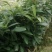 当年新采刨花楠种子刨花润楠种子香粉树竹叶楠种子落叶乔木