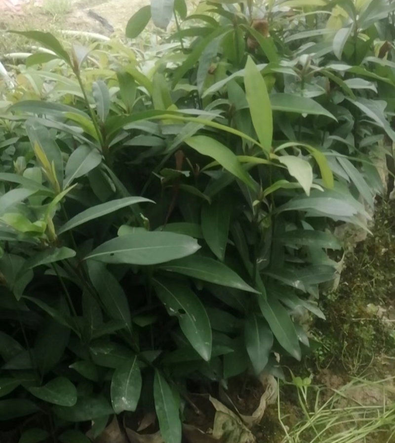当年新采刨花楠种子刨花润楠种子香粉树竹叶楠种子落叶乔木
