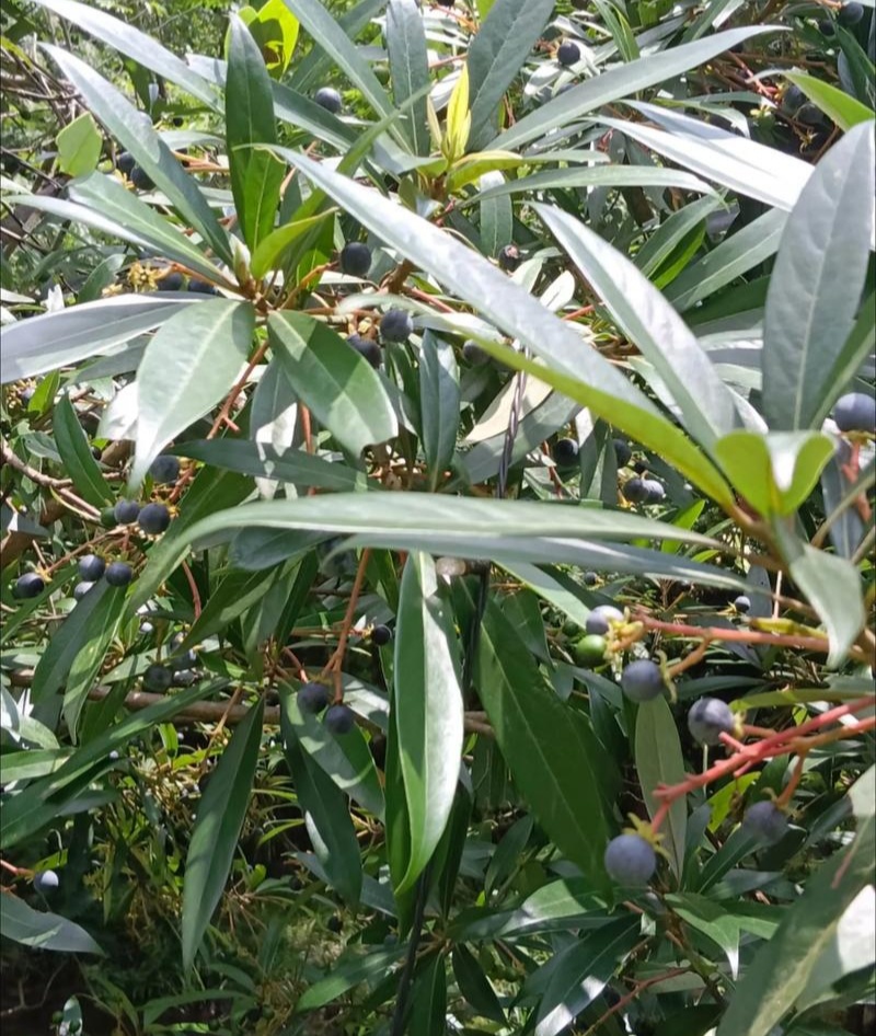 当年新采刨花楠种子刨花润楠种子香粉树竹叶楠种子落叶乔木