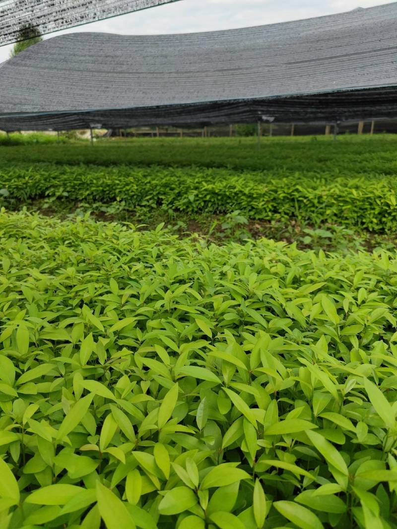 当年新采刨花楠种子刨花润楠种子香粉树竹叶楠种子落叶乔木