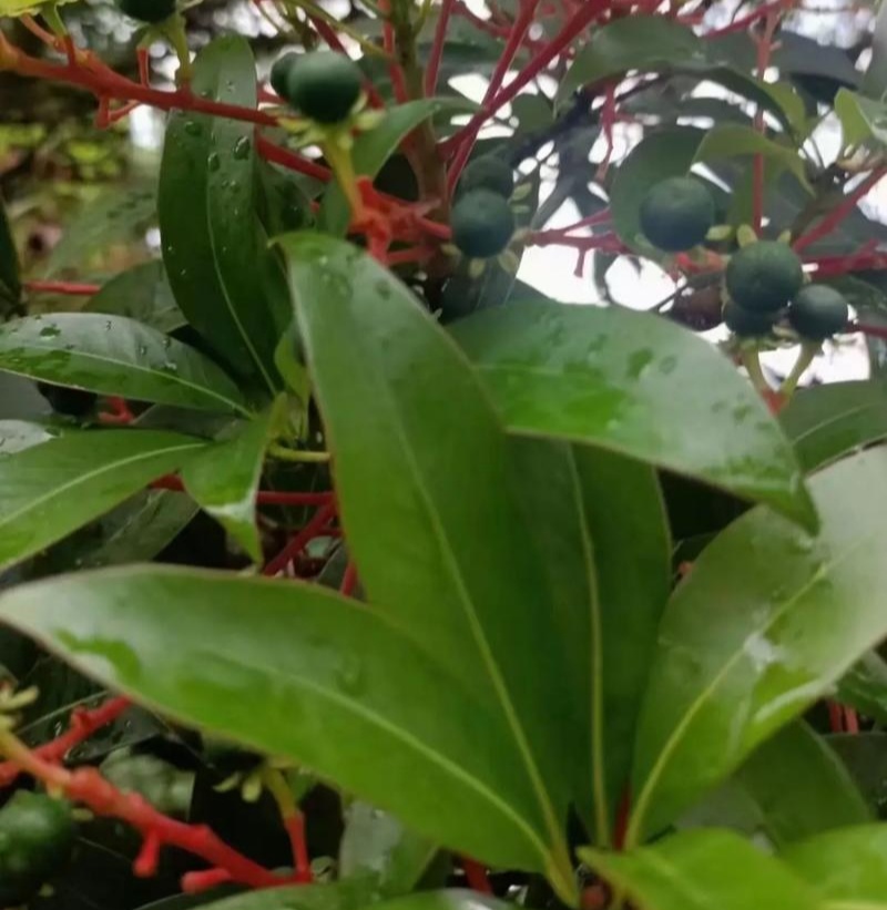 当年新采刨花楠种子刨花润楠种子香粉树竹叶楠种子落叶乔木