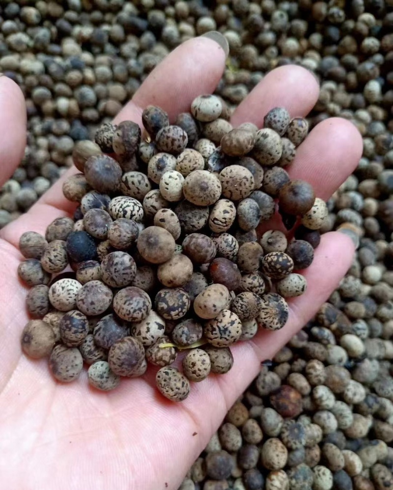 当年新采刨花楠种子刨花润楠种子香粉树竹叶楠种子落叶乔木