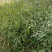当年新采刨花楠种子刨花润楠种子香粉树竹叶楠种子落叶乔木