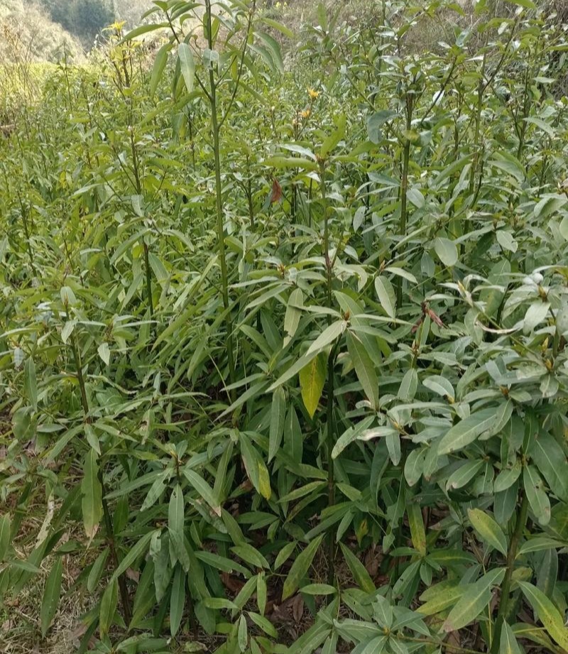 当年新采刨花楠种子刨花润楠种子香粉树竹叶楠种子落叶乔木