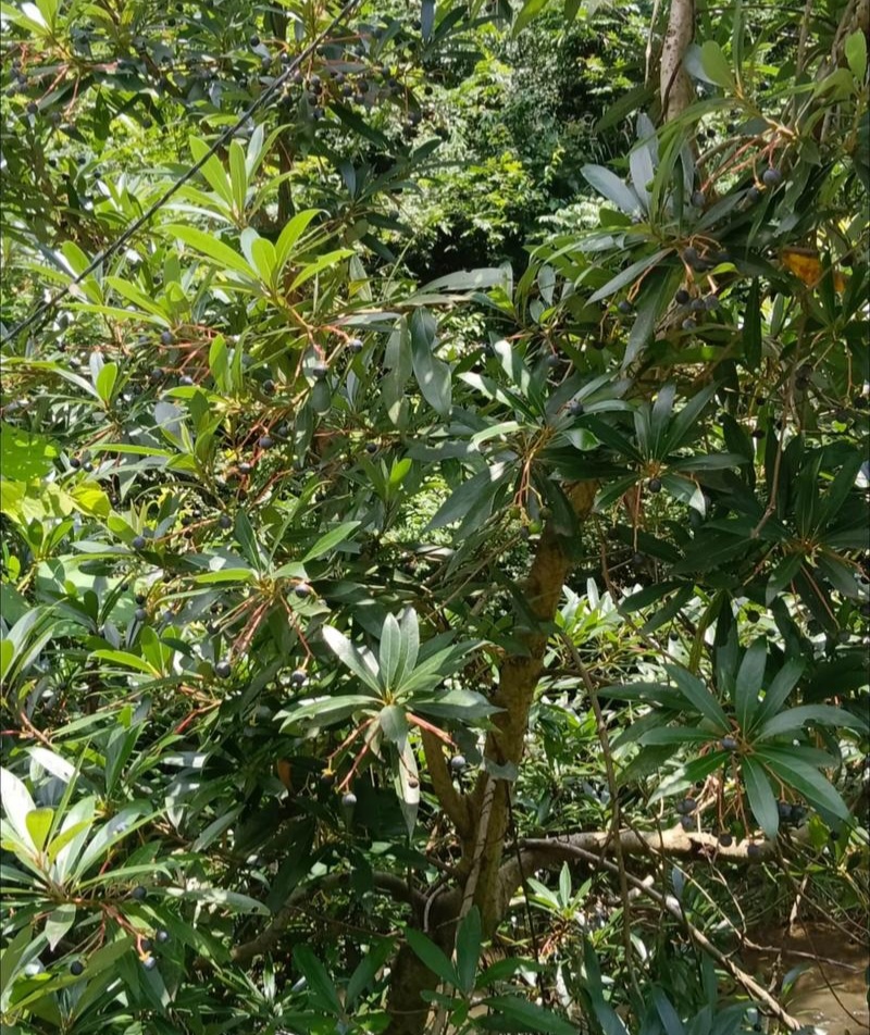 当年新采刨花楠种子刨花润楠种子香粉树竹叶楠种子落叶乔木