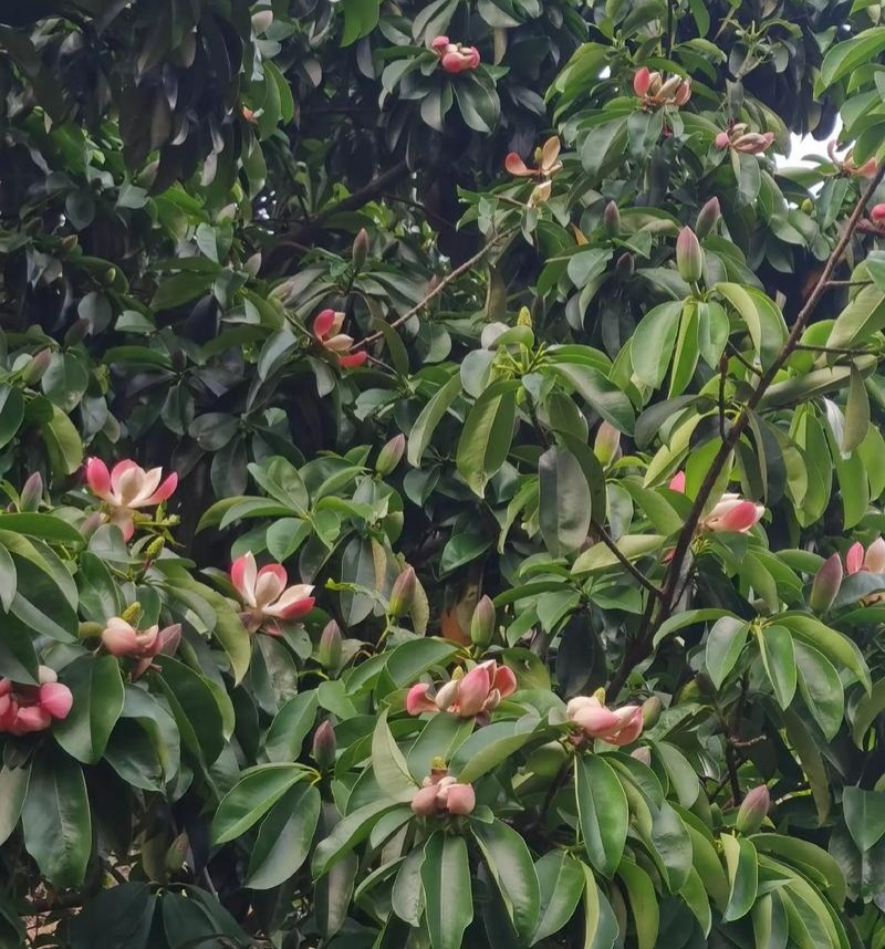 灰木莲种子林木种籽四季多年生景观绿化工程观叶种孑