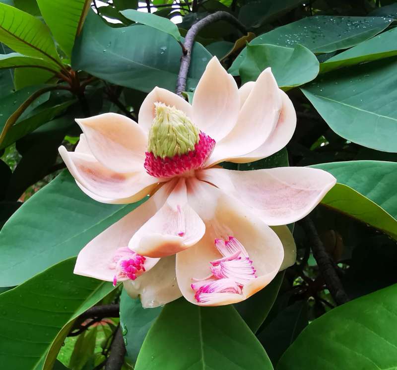 灰木莲种子林木种籽四季多年生景观绿化工程观叶种孑