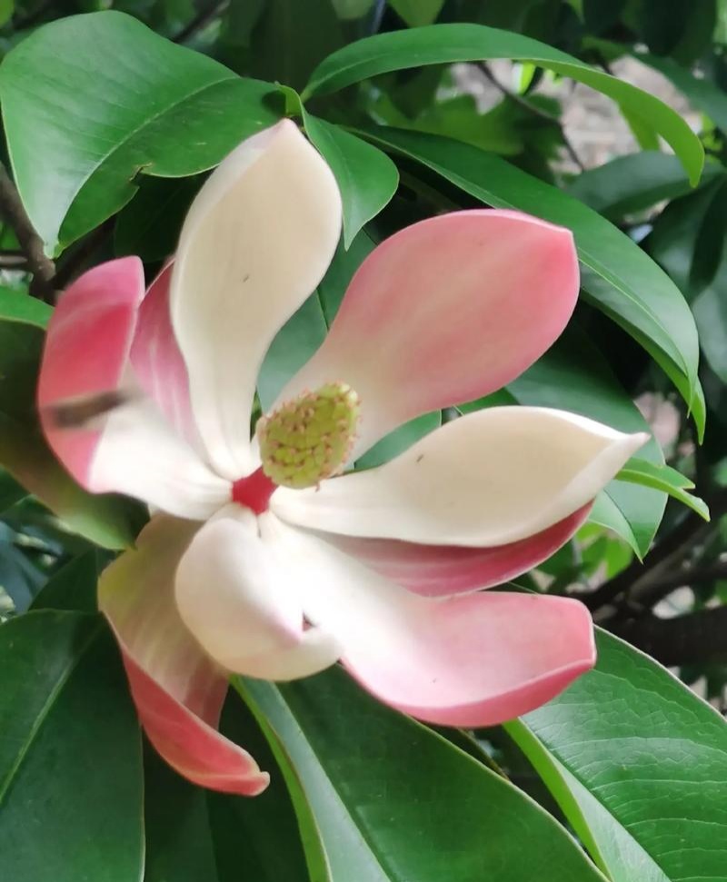 灰木莲种子林木种籽四季多年生景观绿化工程观叶种孑
