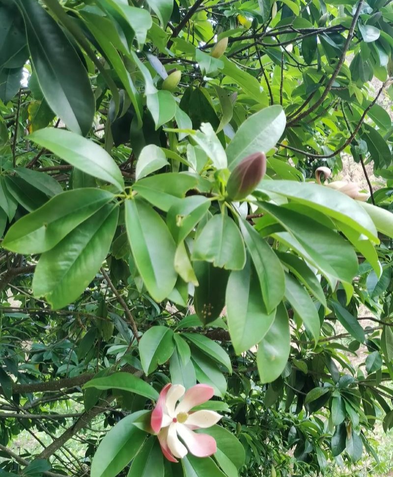 灰木莲种子林木种籽四季多年生景观绿化工程观叶种孑