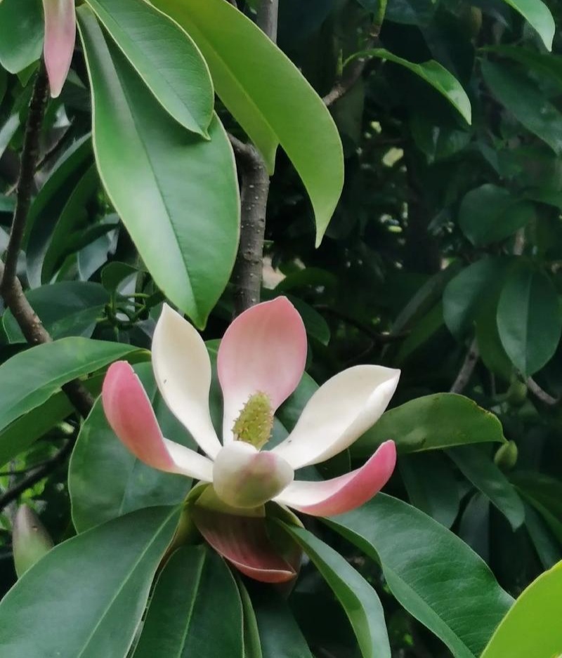 灰木莲种子林木种籽四季多年生景观绿化工程观叶种孑
