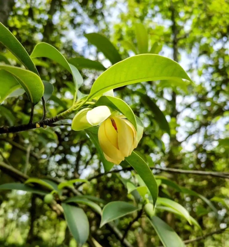 灰木莲种子林木种籽四季多年生景观绿化工程观叶种孑