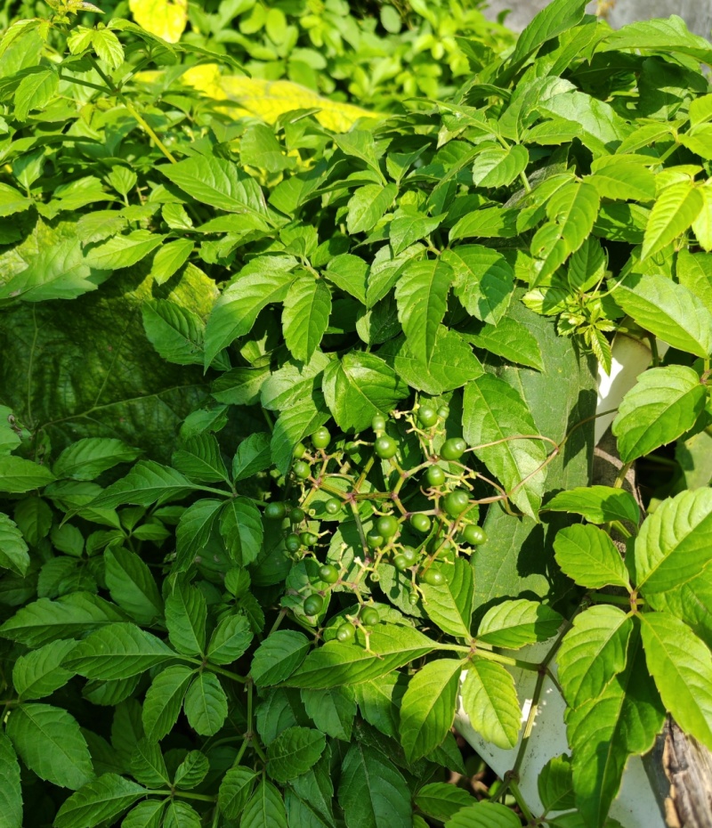 绞股蓝种子五叶绞股蓝种播种育苗平利绞股蓝龙须茶五叶胆