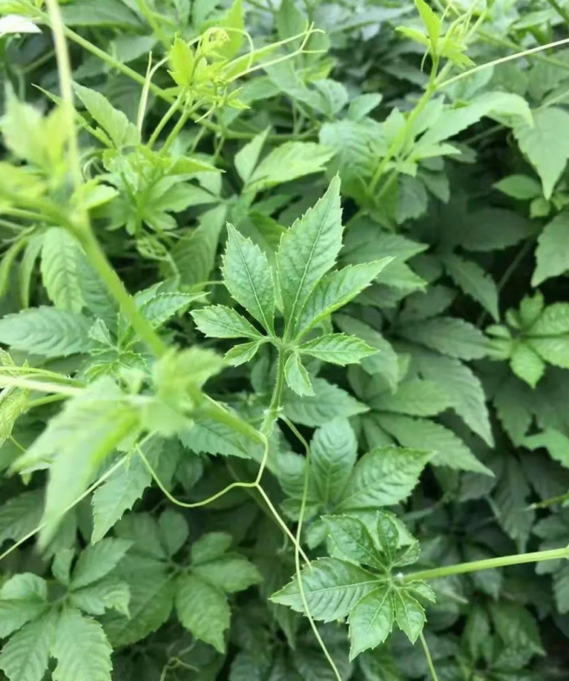 绞股蓝种子五叶绞股蓝种播种育苗平利绞股蓝龙须茶五叶胆