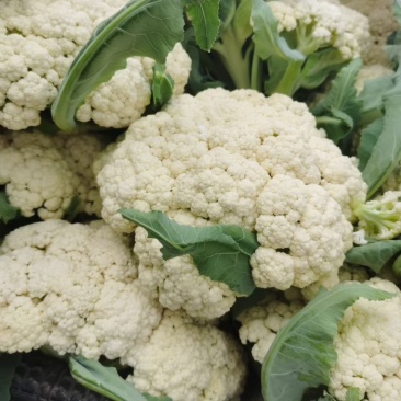 花菜，大量现货可发全国，保质保量，对接批发市场电商食堂
