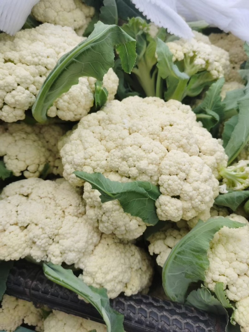 花菜，大量现货可发全国，保质保量，对接批发市场电商食堂