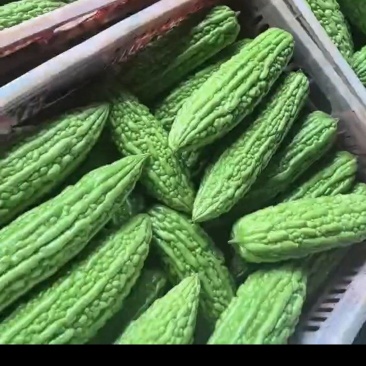 苦瓜，寻找合适代卖。收购商都可