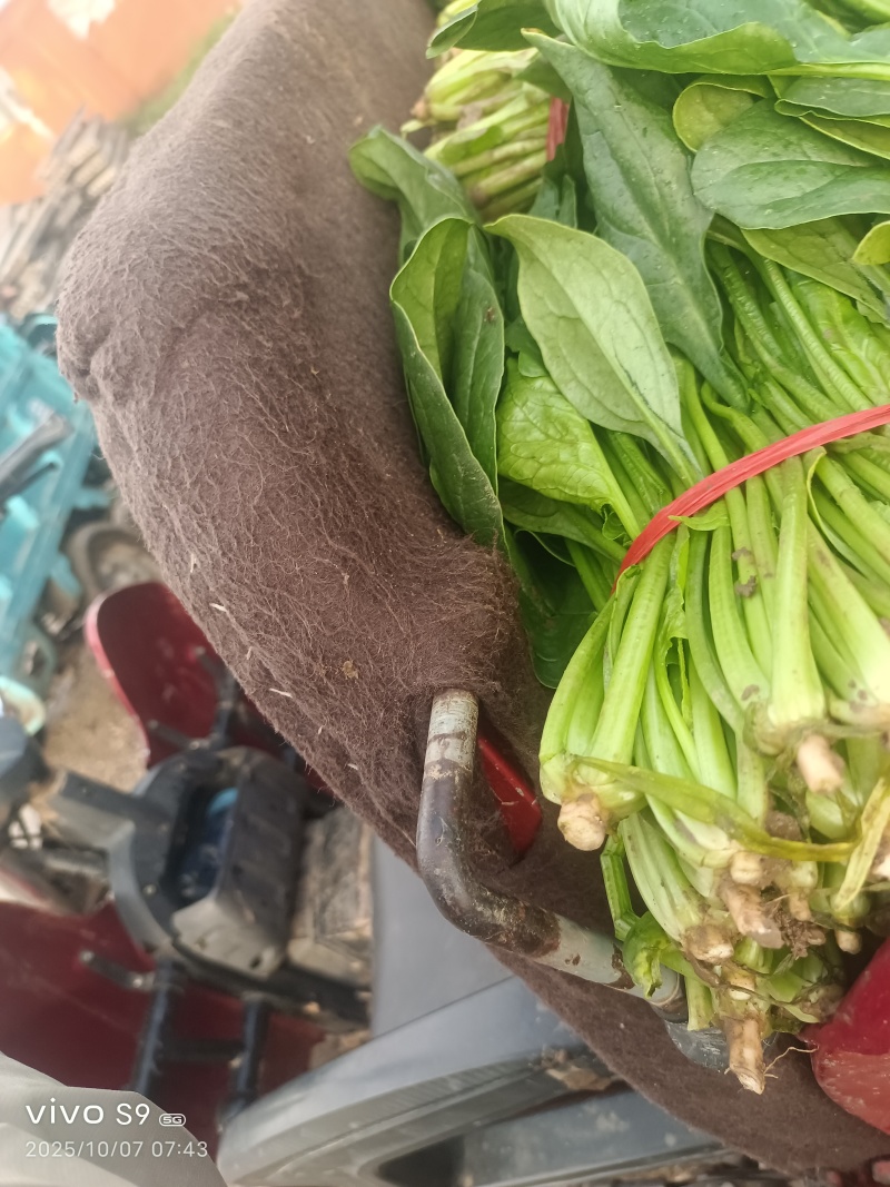 大叶菠菜【精品大叶菠菜】对接批发采购欢迎来电