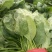 大叶菠菜【精品大叶菠菜】对接批发采购欢迎来电