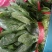 大叶菠菜【精品大叶菠菜】对接批发采购欢迎来电