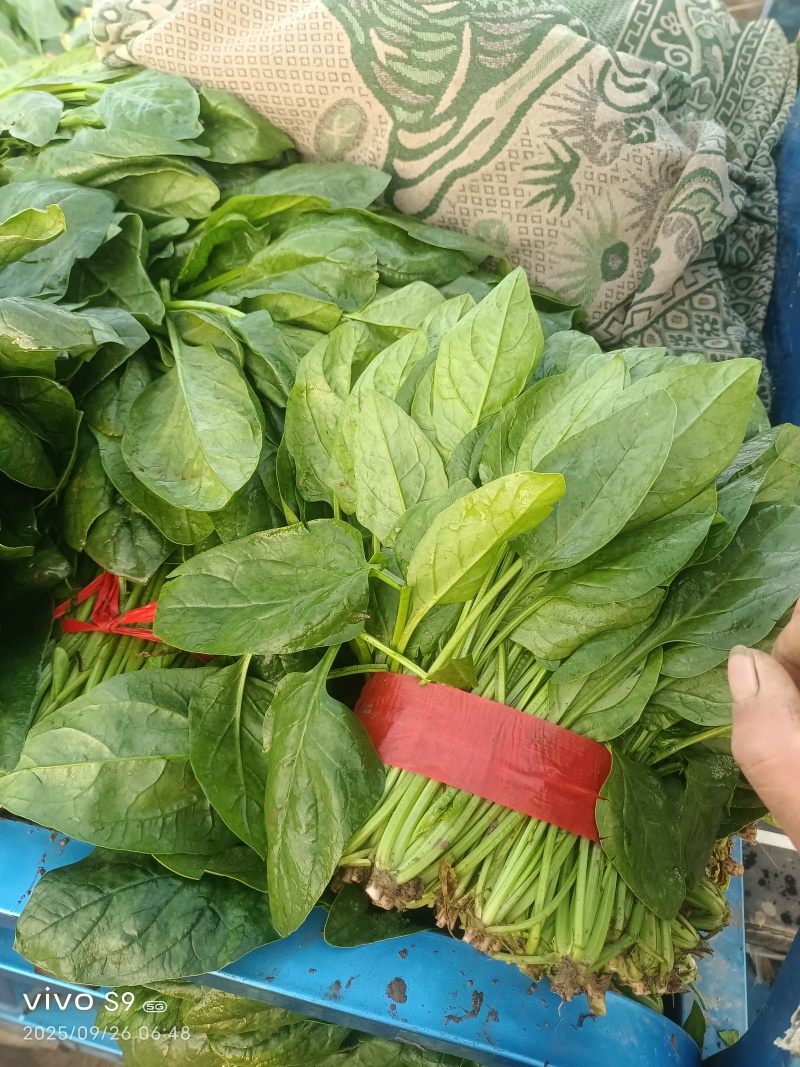 大叶菠菜【精品大叶菠菜】对接批发采购欢迎来电