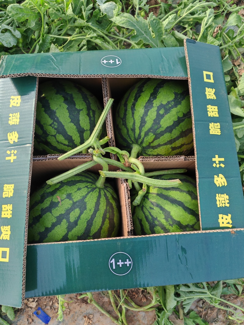 河南大棚西瓜，商丘夏邑无籽美都麒麟瓜欢迎来电