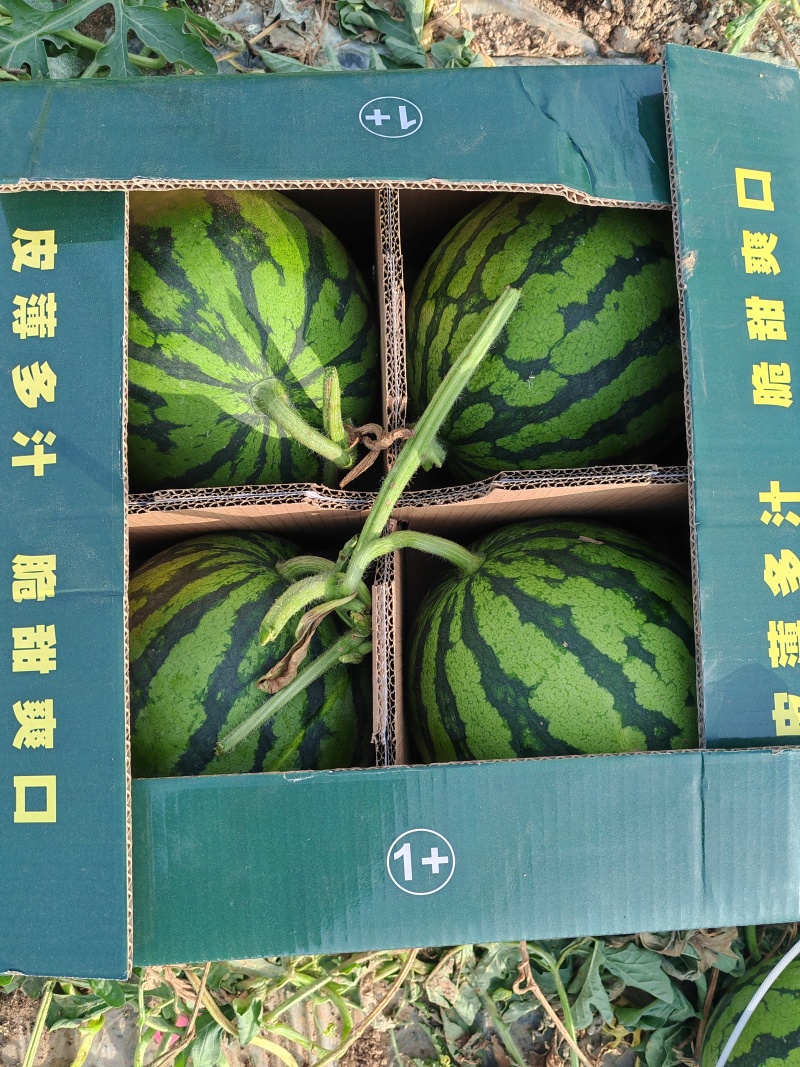 河南大棚西瓜，商丘夏邑无籽美都麒麟瓜欢迎来电