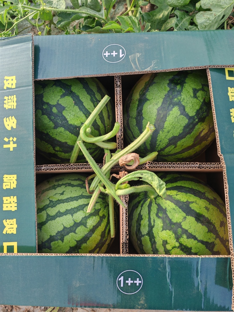 河南大棚西瓜，商丘夏邑无籽美都麒麟瓜欢迎来电
