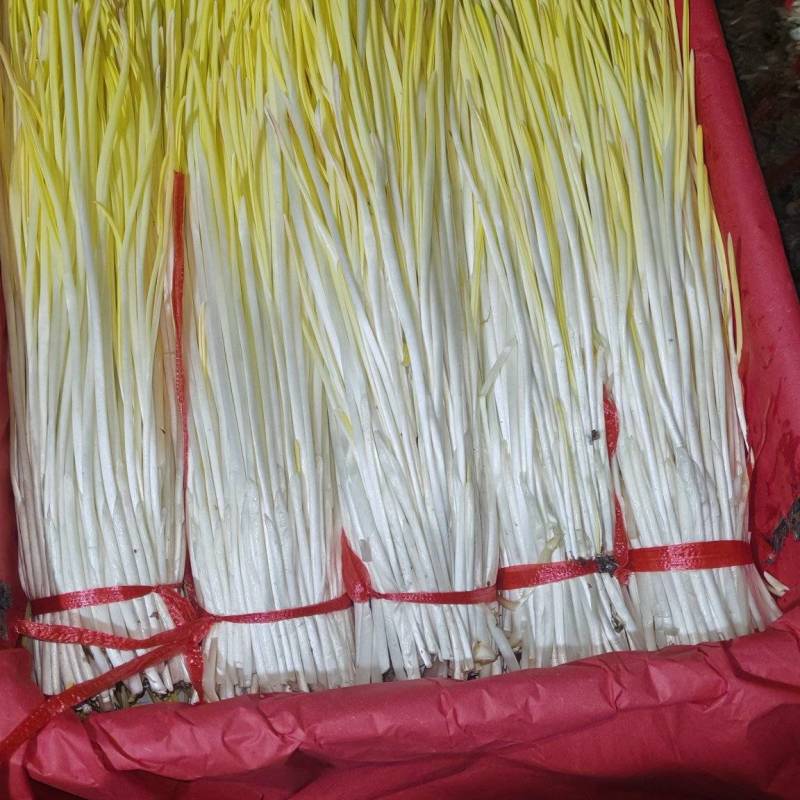 沂蒙山精品蒜黄大量上市
