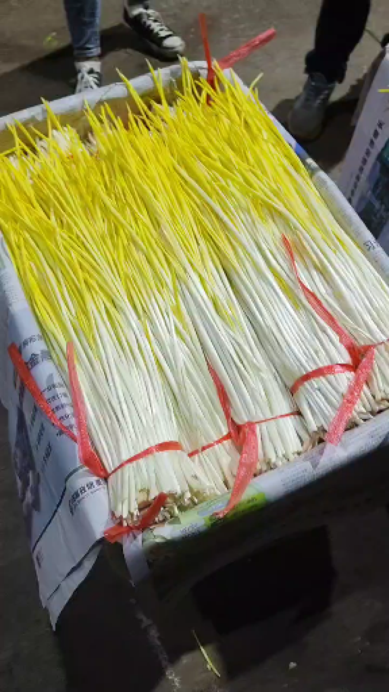 沂蒙山精品蒜黄大量上市