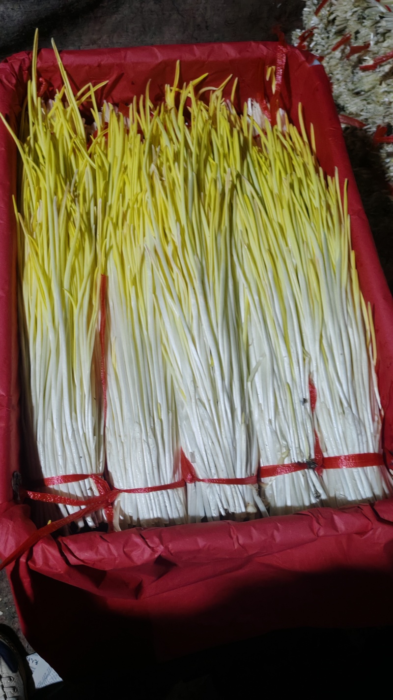 沂蒙山精品蒜黄大量上市