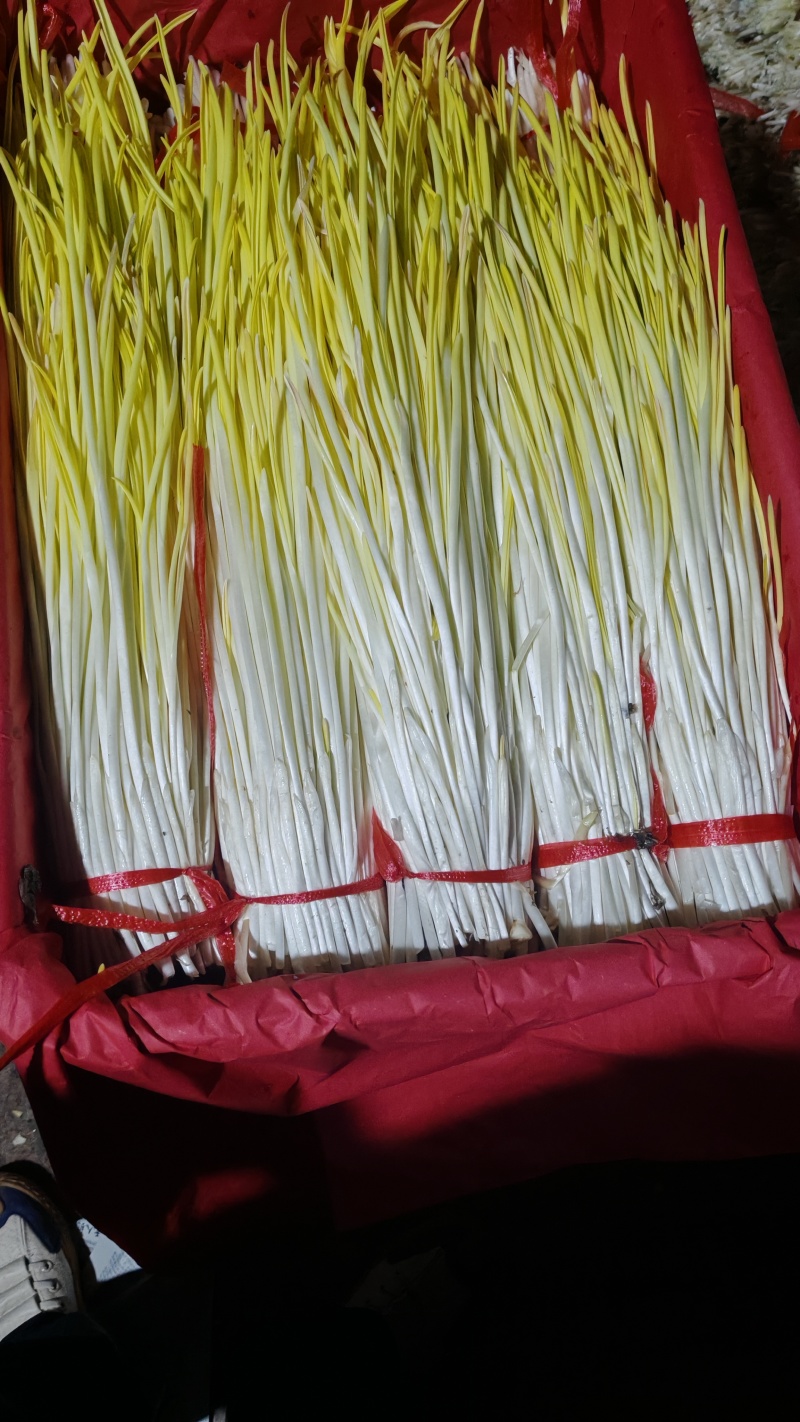 沂蒙山精品蒜黄大量上市