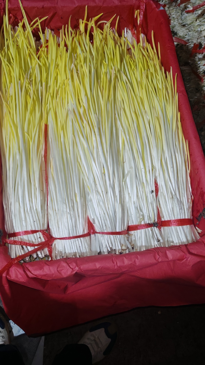 沂蒙山精品蒜黄大量上市