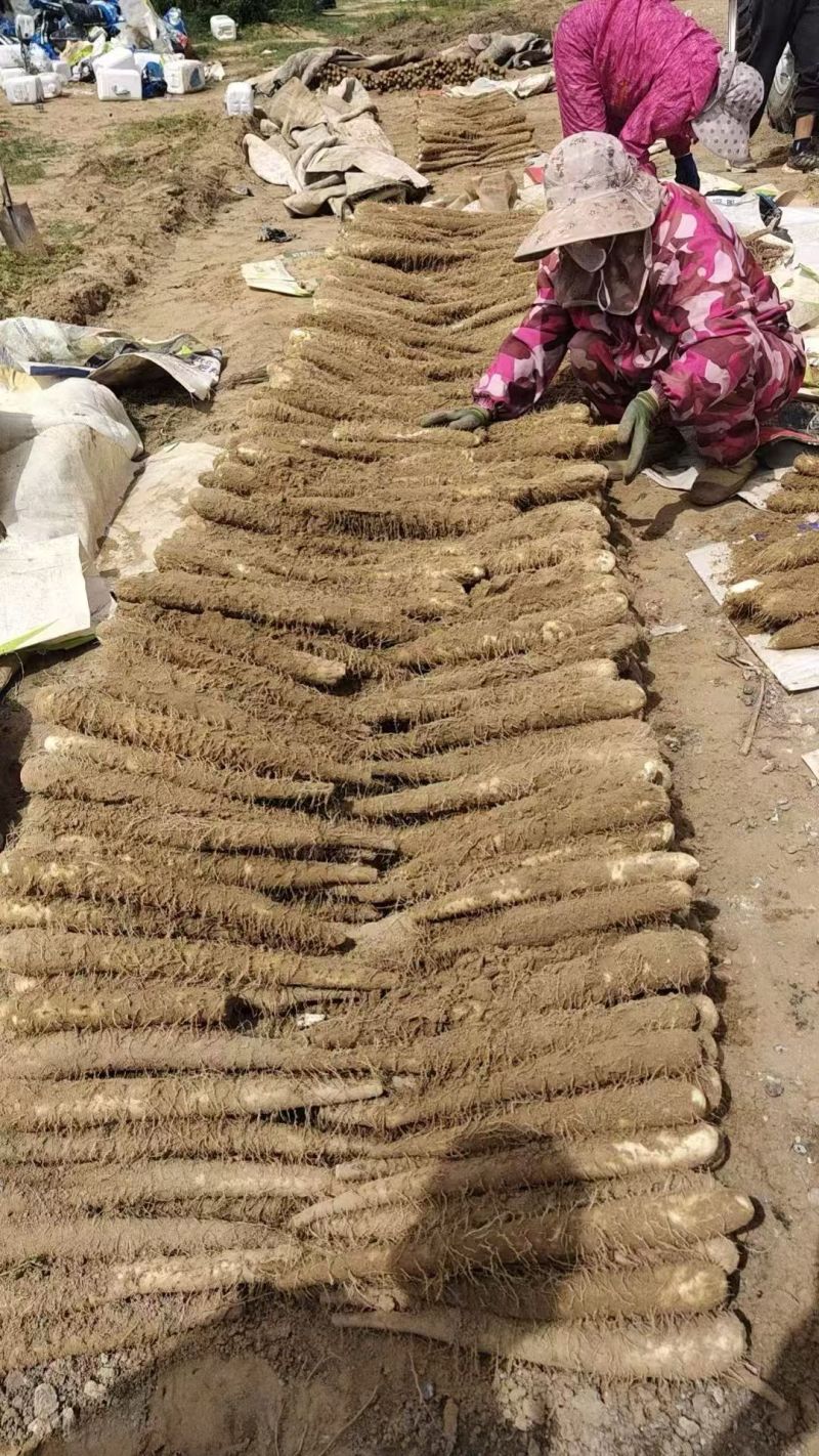陕西白玉山药/产地现货供应中/量大全国发货/欢迎来电洽谈