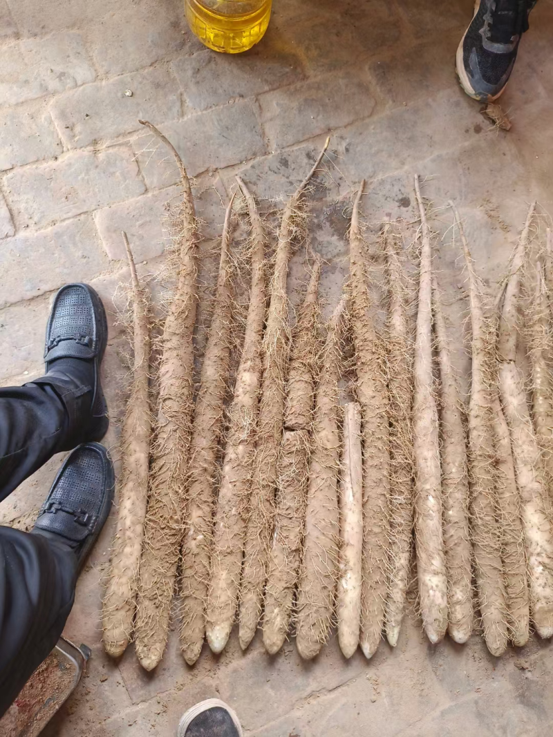 陕西白玉山药/产地现货供应中/量大全国发货/欢迎来电洽谈