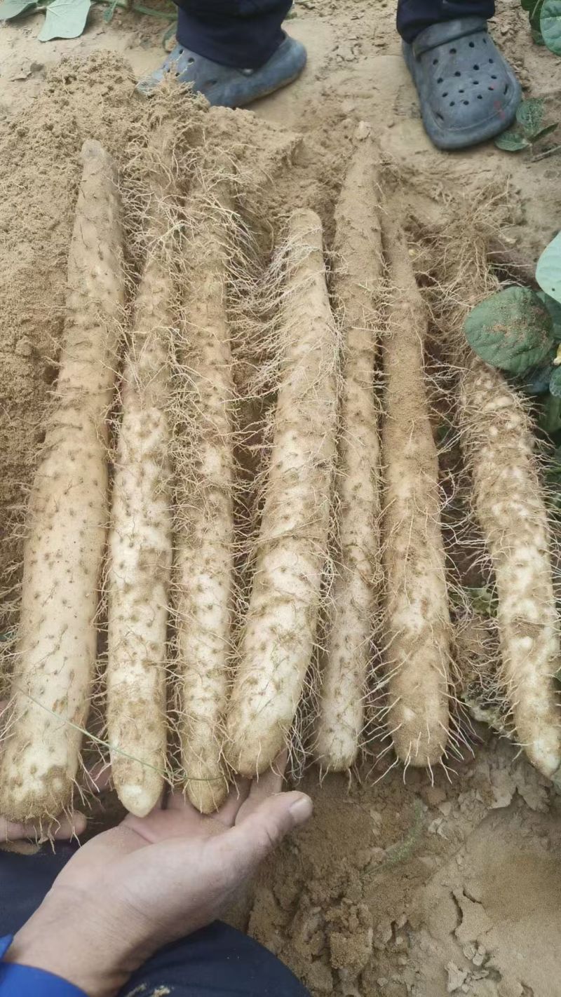 《白玉山药》陕西山药/基地现挖/现货供应中/可全国发货