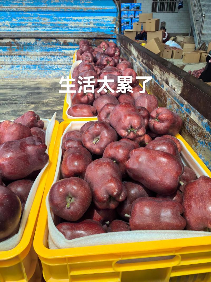 高山精品花牛苹果，大量有货，需要可以联系