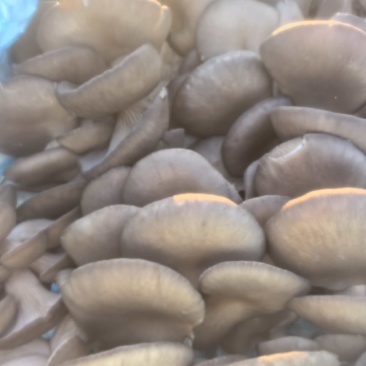 自产平菇蘑菇新鲜采摘诚信经营量大从优