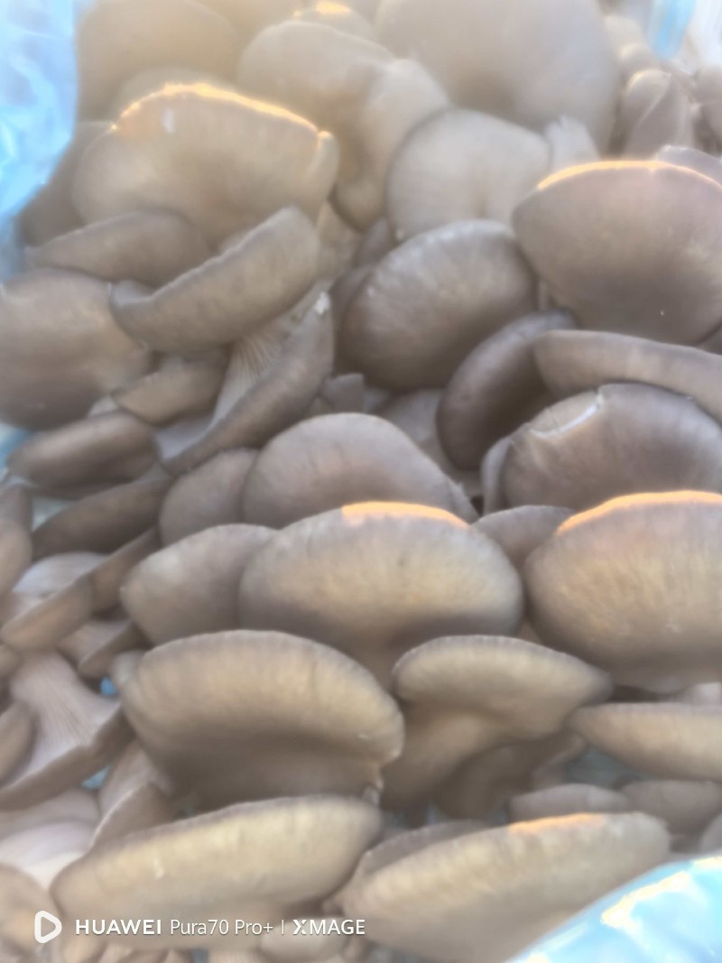 自产平菇蘑菇新鲜采摘诚信经营量大从优