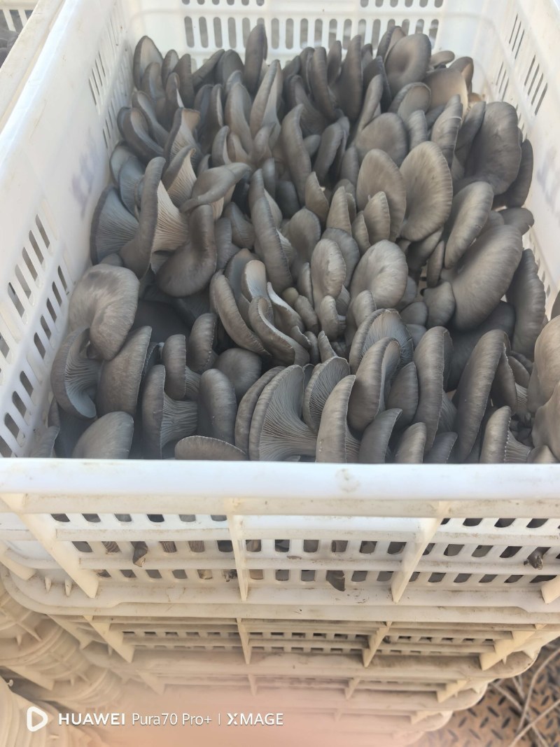 自产平菇蘑菇新鲜采摘诚信经营量大从优