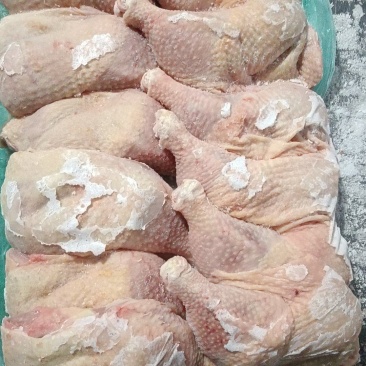 500天左右种母鸡排腿