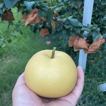 秋月梨